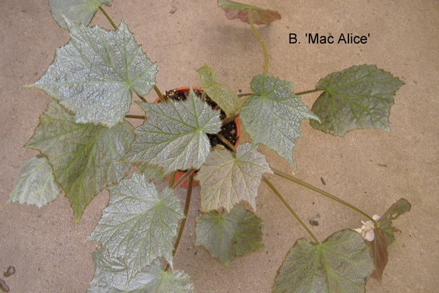 B. ‘Mac-Alice’